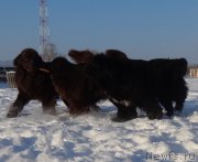 Превью фото № 217812