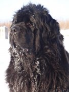 Превью фото № 217814