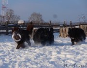 Превью фото № 217817