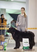 Превью фото № 217819