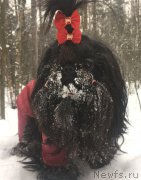 Превью фото № 217820