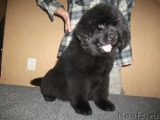 Превью фото № 217872