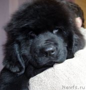 Превью фото № 217881