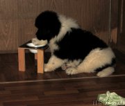 Превью фото № 217885