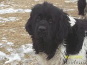 Превью фото № 217889