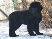 Превью фото № 217899