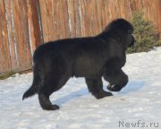 Превью фото № 217900