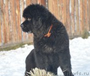 Превью фото № 217901