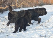 Превью фото № 217904