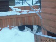 Превью фото № 217914