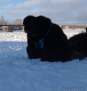 Превью фото № 217920