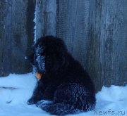 Превью фото № 217922