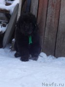 Превью фото № 217924