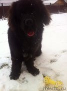 Превью фото № 217930