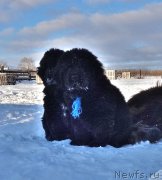 Превью фото № 217936