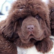 Превью фото № 217986