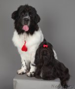 Превью фото № 217990