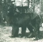 Превью фото № 2180