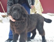 Превью фото № 218012