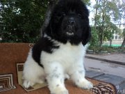 Превью фото № 218081