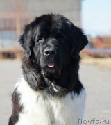 Превью фото № 218084