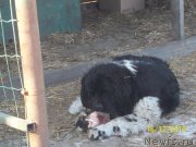 Превью фото № 218140