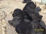 Превью фото № 218142