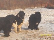 Превью фото № 218148