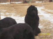 Превью фото № 218154