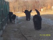 Превью фото № 218159