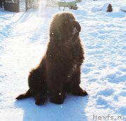 Превью фото № 218169