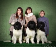 Превью фото № 218172