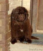 Превью фото № 218179