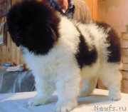 Превью фото № 218205