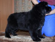 Превью фото № 218235