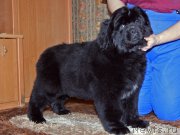 Превью фото № 218236