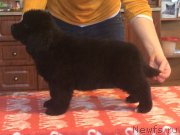 Превью фото № 218246