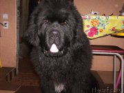 Превью фото № 218251