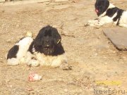 Превью фото № 218300