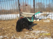 Превью фото № 218303