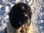 Превью фото № 218381