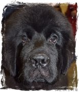 Превью фото № 218383