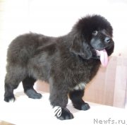 Превью фото № 218386