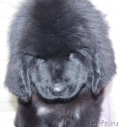 Превью фото № 218389