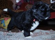 Превью фото № 218414