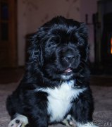 Превью фото № 218415