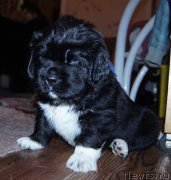 Превью фото № 218422