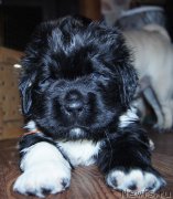 Превью фото № 218424