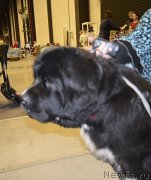 Превью фото № 218425