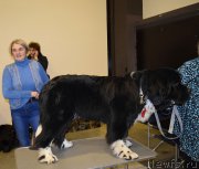 Превью фото № 218427